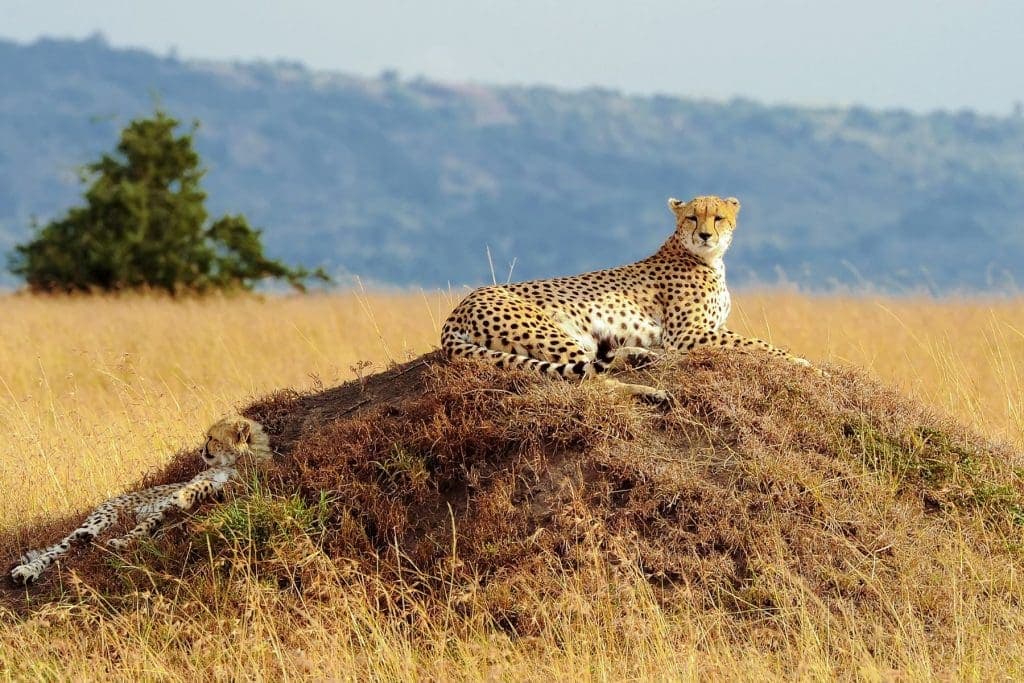 6 Days, 5 Nights Kenya Safari Itinerary Lake Nakuru – Lake Naivasha – Maasai Mara