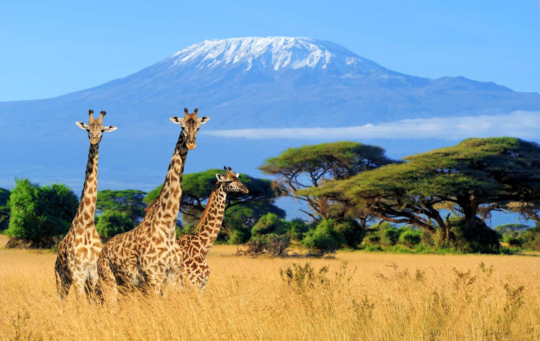 3 Days 2 Nights Safari to Amboseli – “Chasing Kilimanjaro”